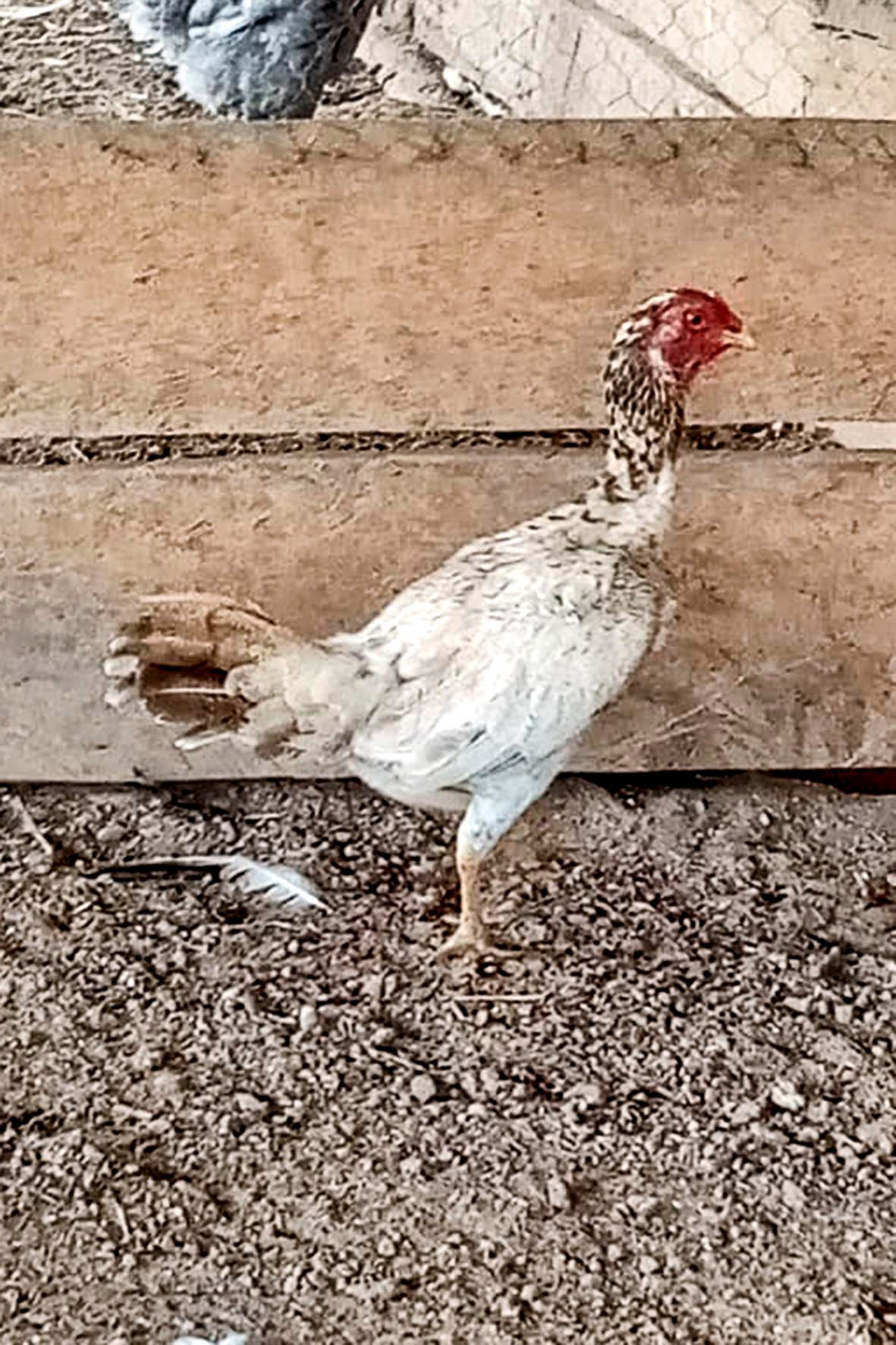 WhatsApp Image 2025-04-03 at 7.35.46 PM (3) copia.jpg